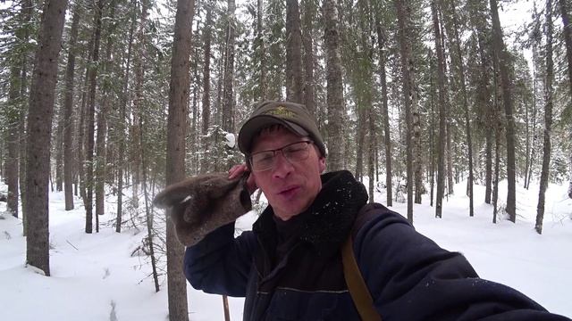 Как определить в какую сторону идёт лось? Показываю деревья где собирали смолу. 10 серия