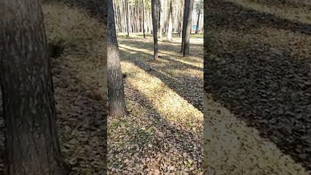 белочка