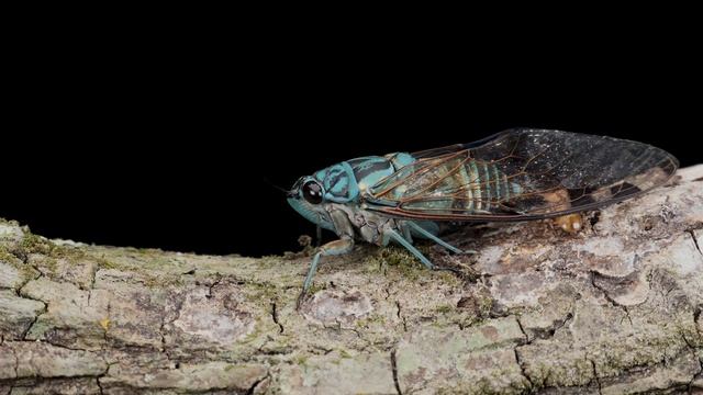 Zammara sp. (Hemiptera, Cicadidae, Zammarini)