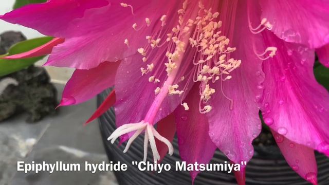 Epiphyllum 01.