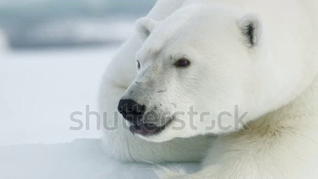 медведь