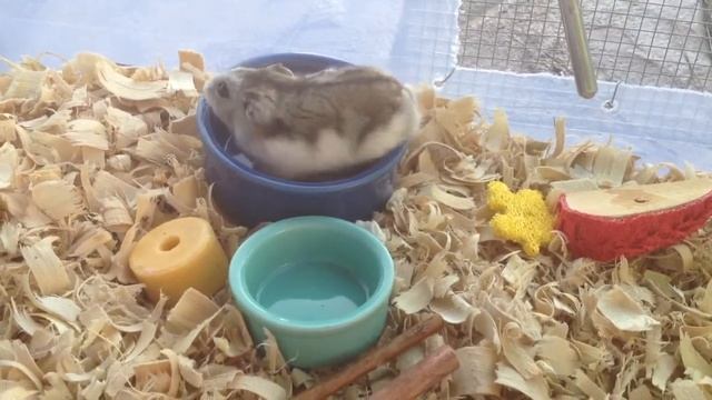 Hamster Cage Tours