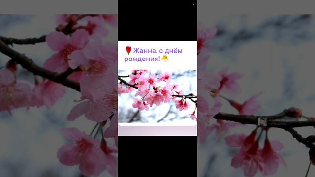 🐣Жанне на день рожден., 🌳мое стiхоТВОРЕНИЕ, Таня ШiШкина-Чугайнова, ЗАТО п. Сибiрскийъ, АЛтай., кр