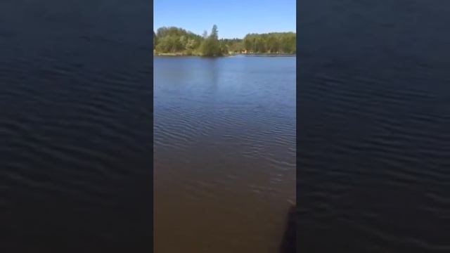 Первый карп на УЛ сезона 2018(основной водоем 11.05.2018)