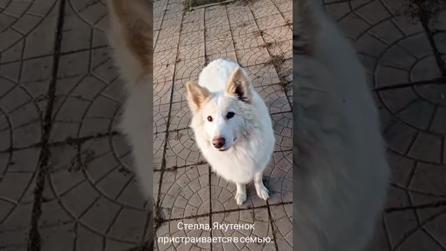 16-04-2025 Стелла, Якутенок