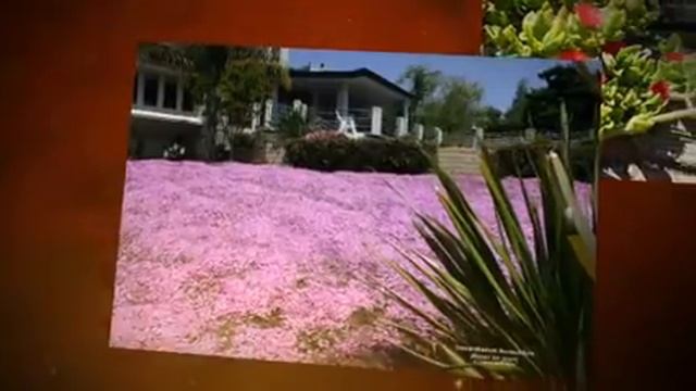 Succulent Ice Plants Beautifully in Bloom
