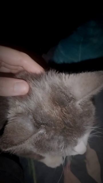 Зов кота