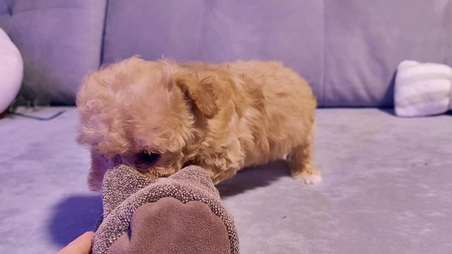 🐶