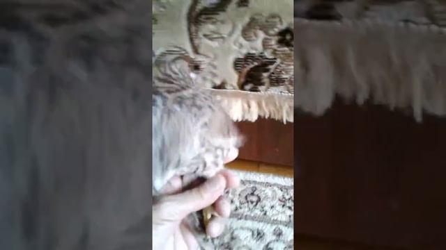 Молодая пустельга