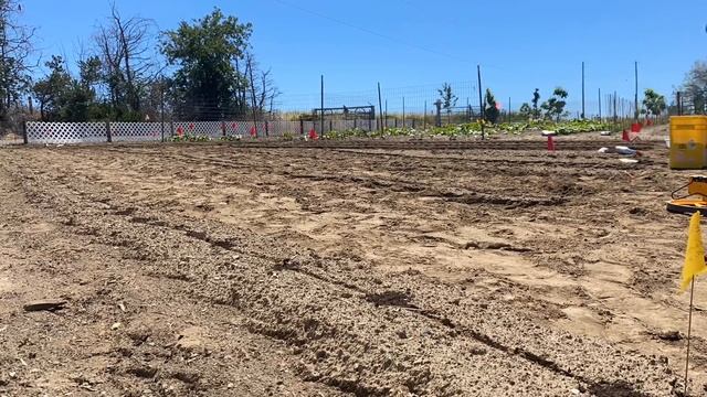 Salsa Verde Garden!
