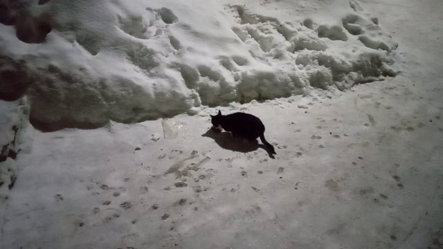 Накормил уличную чёрно-белую кошу ^^