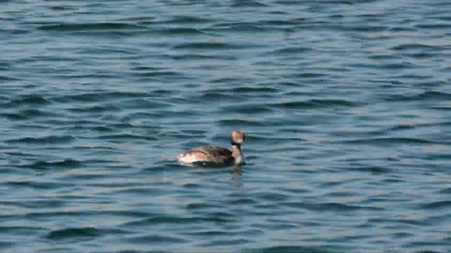 Slavonian Grebe at Burghead Harbour, Moray Scotland