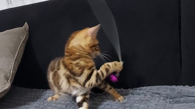 1001479188.mp4