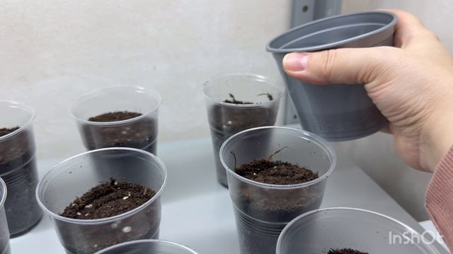 🟣ВЫРАЩИВАЮ РАССАДУ ТОМАТОВ 🍅НА ПРОДАЖУ 🟢
