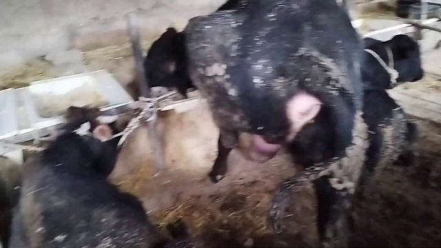 неұшын бұқаны 6ай баилау керек