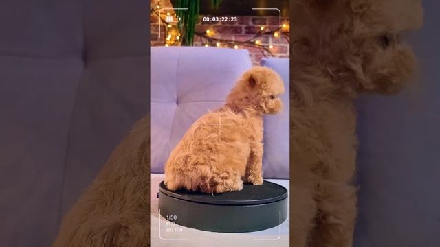🐕👍🔥💥