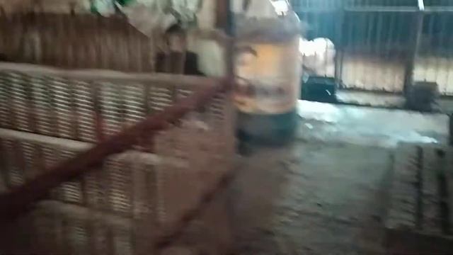 Откорм поросят.