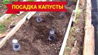 Посадка капусты в открытый грунт. Чем заправлять лунки.