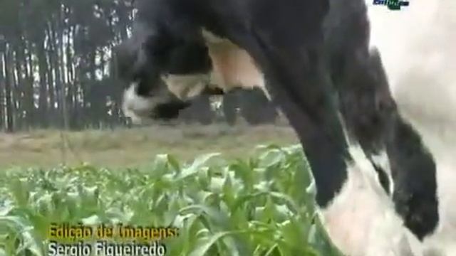 Sorgo de corte e pastejo para pequenas e grandes propriedades Dia de Campo na TV