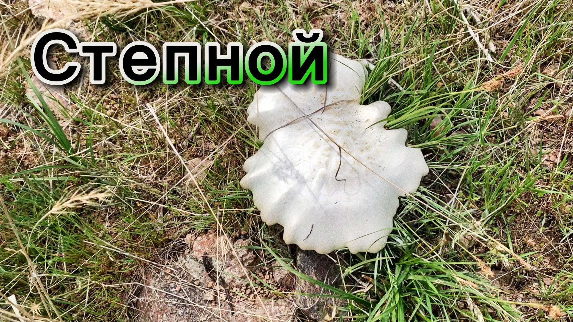 Первые грибы | 13 апреля 2025