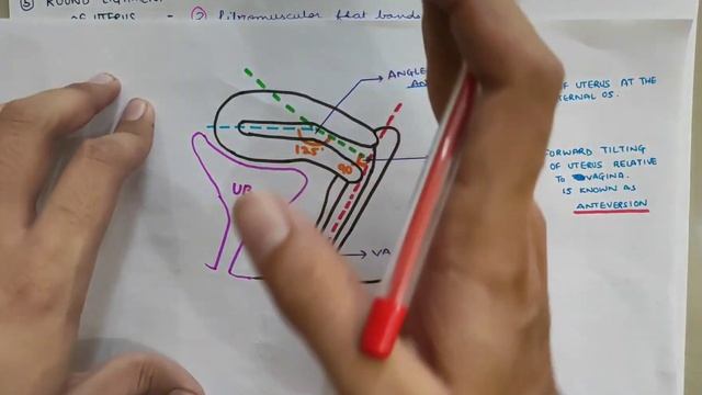 Uterus - 5 | Support of Uterus | Abdomen