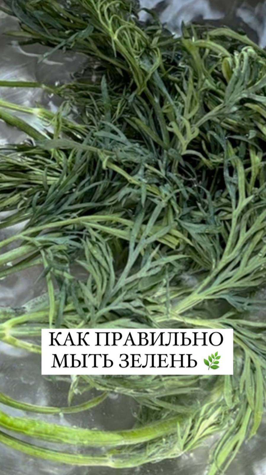 КАК правильно мыть зелень?🌿🌿 Простые советы для вашего здоровья.