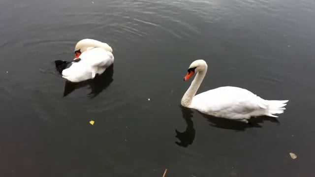 Белые лебеди в озере