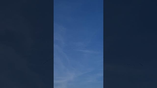 Гуси летят