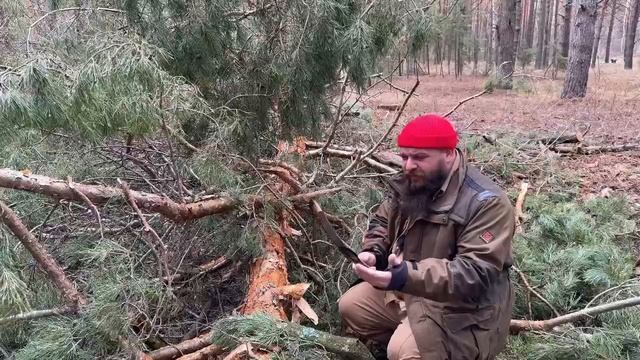 КАК ПИЛИТ ЯПОНСКАЯ ПИЛА? ПЬЮ ЧАЙ ТАЁЖНЫЙ СБОР, ОСТОРОЖНО МАТ!!!