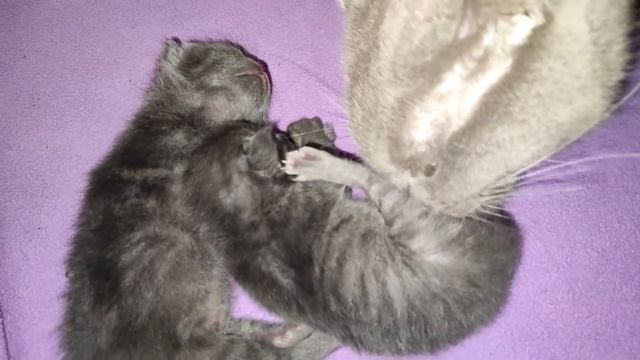 Funny Cat Licks Her Babies (Funny Cat Video)