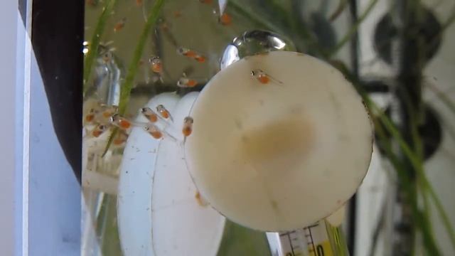 скалярии мальки рыбы аквариум Skalar Nachwuchs mit Artemia füttern Marmorskalar