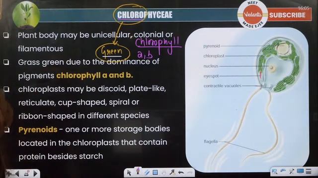 Plant Kingdom |Botany CBSE 11 Ch3| L3 Algae |NEET 2023/24 |Ambika Ma'am| Vedantu NEET Made EJEE
