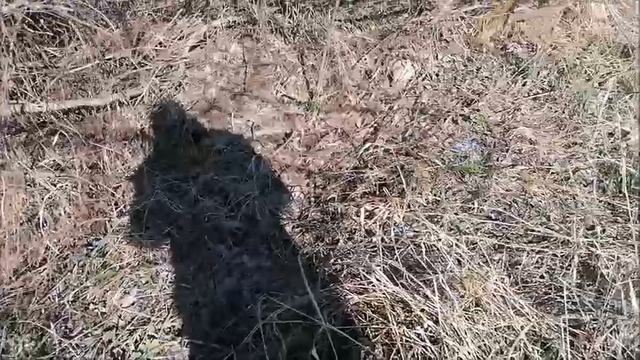 Прогулка на природе, мкр. Шилово, г. Воронеж, 03.04. 2025