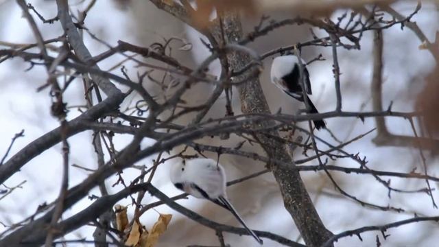 シマエナガ@2019.2　Long-tailed Tit(A. c. japonicus)