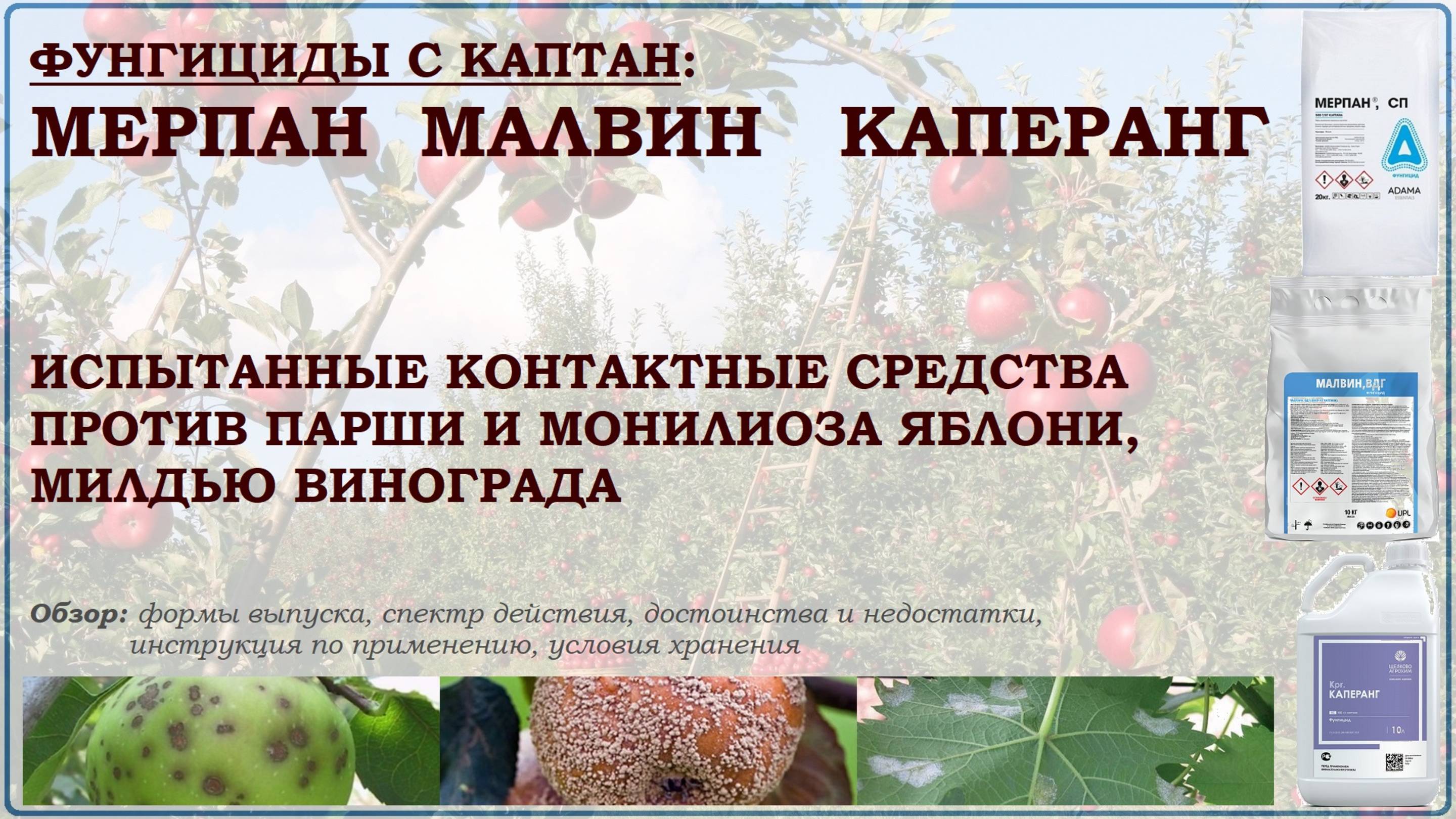 Каптан: Мерпан, Малвин - испытанные средства от парши, монилиоза и милдью яблони и винограда. Обзор