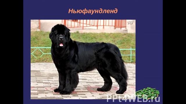 5 САМЫХ СИЛЬНЫХ СОБАК В МИРЕ