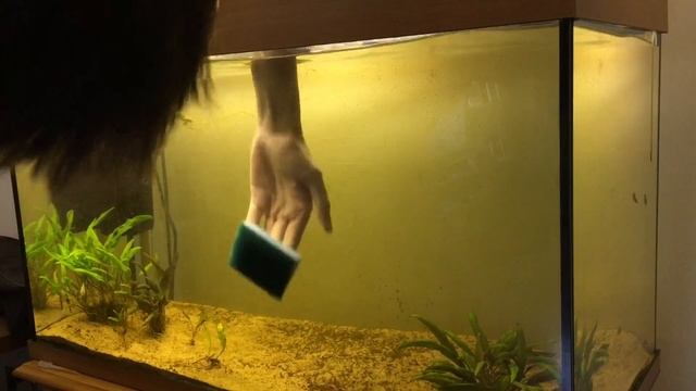 Ep.19 How I clean my Pea Puffer tank.