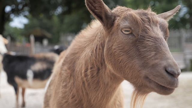 EP. 7: Walkabout Creek and The Farm – Racine Zoo to You!