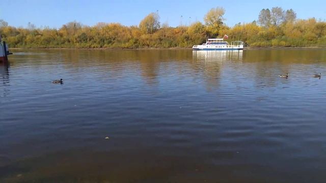 Утки на реке, Ducks on the river.