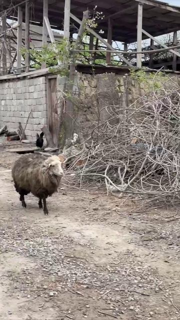 Выплата закята