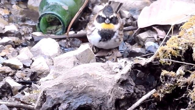 ムビる08293 ミヤマホオジロ♂ miyamahoojiro