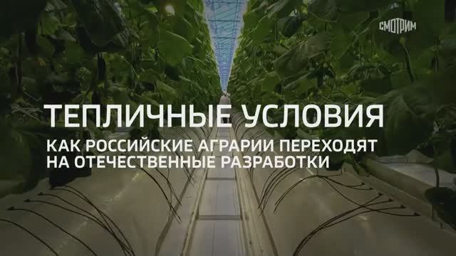 Разработки ученых ФГБУ «ВНИИКР» помогают импортозамещению в тепличной отрасли