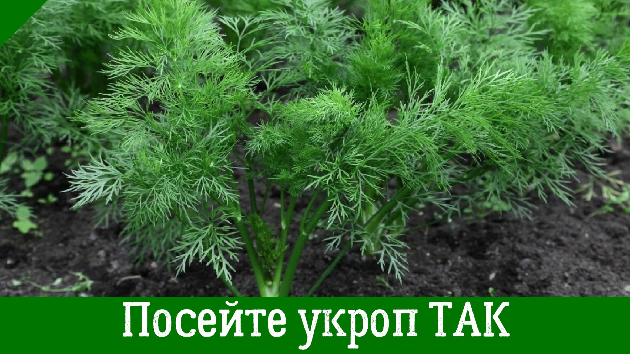 УКРОП ВЗОЙДЕТ БЫСТРО ЩЕТКОЙ! Как посеять укроп, чтобы получить быстрые всходы