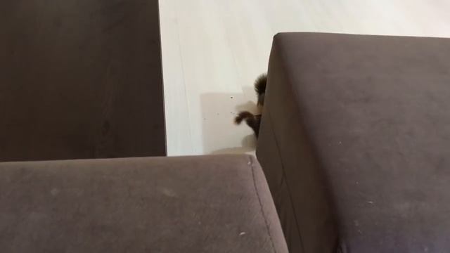 Minik kızımız Sincap Bonibon, Karamel ablasının yanından hiç ayrılmıyor