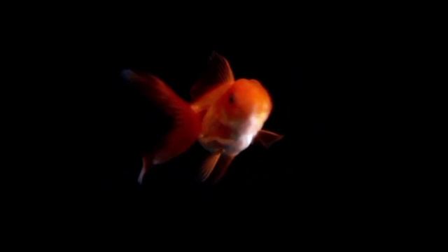 Удивительные факты о золотых рыбках.