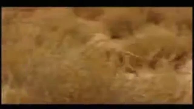 Meerkat Manor Music Video