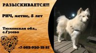 Пропала собака! РИЧ. Метис. 5 лет. Тюменская обл, с. Гусево
