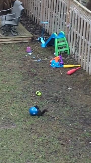 Hehe 😂 😂 😂 #nature #trending #video #trevel #animals