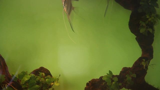 Pterophyllum scalare „Manacapuru", Pterophyllum scalare „red devil"