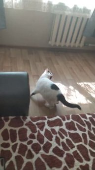 Мой кот бусик и муха